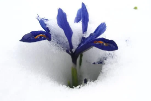Nature-Inspired Life Lessons: plant adapting to environment 