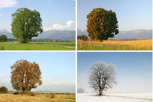 Nature-Inspired Life Lessons: four seasons